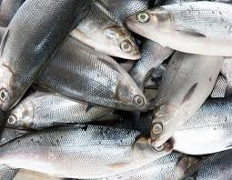 Ikan Bandeng bersih